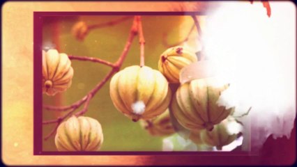 Pure Garcinia Cambogia Extract