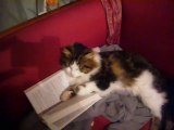 Mon chat lit la guerre des clans !