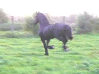 lize au galop dans la pature