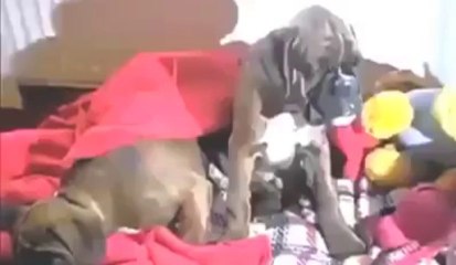 Boxer dogs refuse to go to sleep!