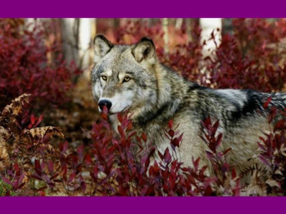 mon_ami_le_loup   de Comanche64