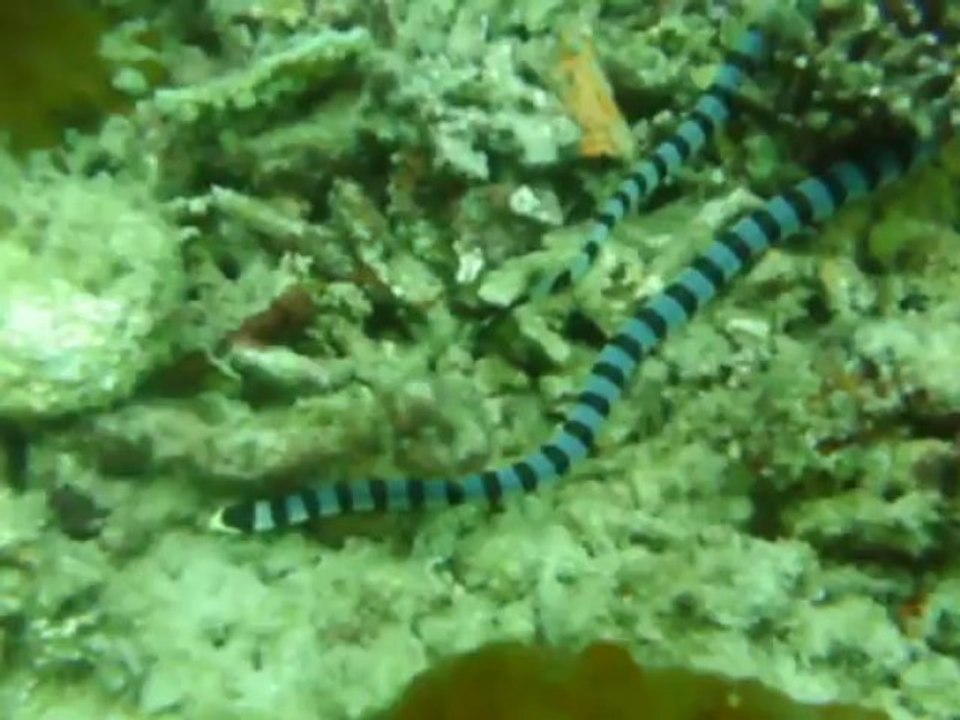 cobra2