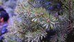 Christmas Tree Farms Threatened by Root Mold