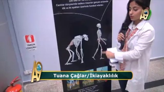 Tuana Çağlar evrimin iki ayaklılık çıkmazını anlatıyor