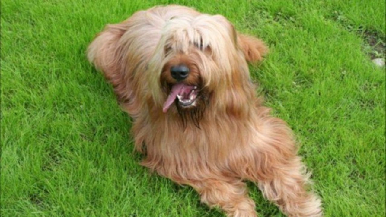 ma gueule de briard