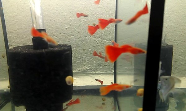 ATFG ALBİNO FULL RED LEPİSTES