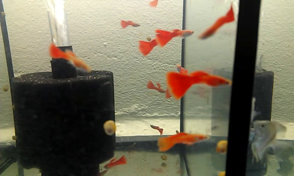 ATFG ALBİNO FULL RED LEPİSTES