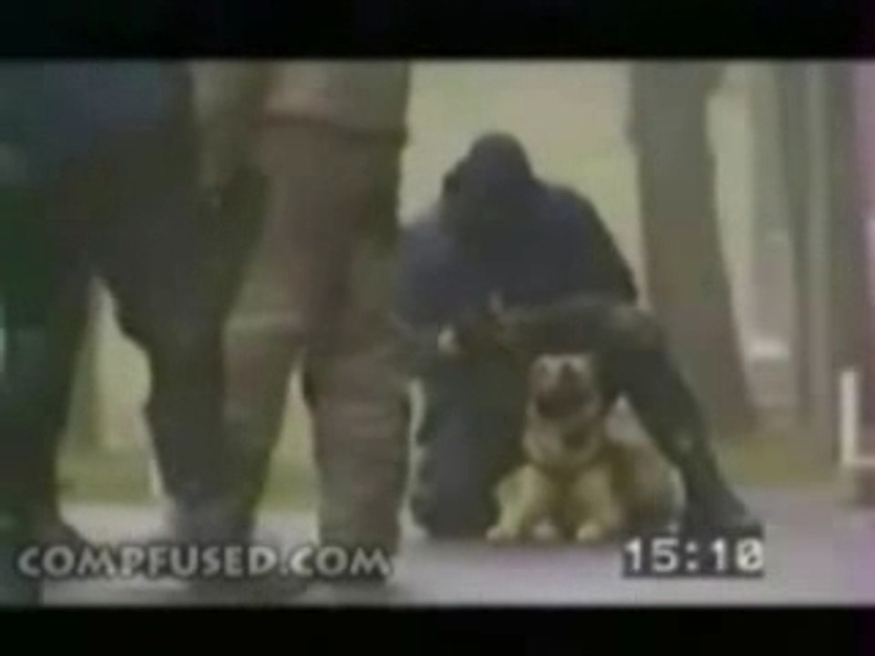 GIGN Belgian Malinois