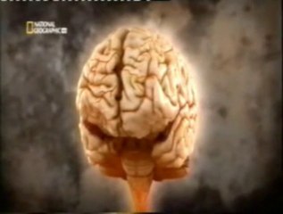 Cerebro mentiroso: Efecto Stroop