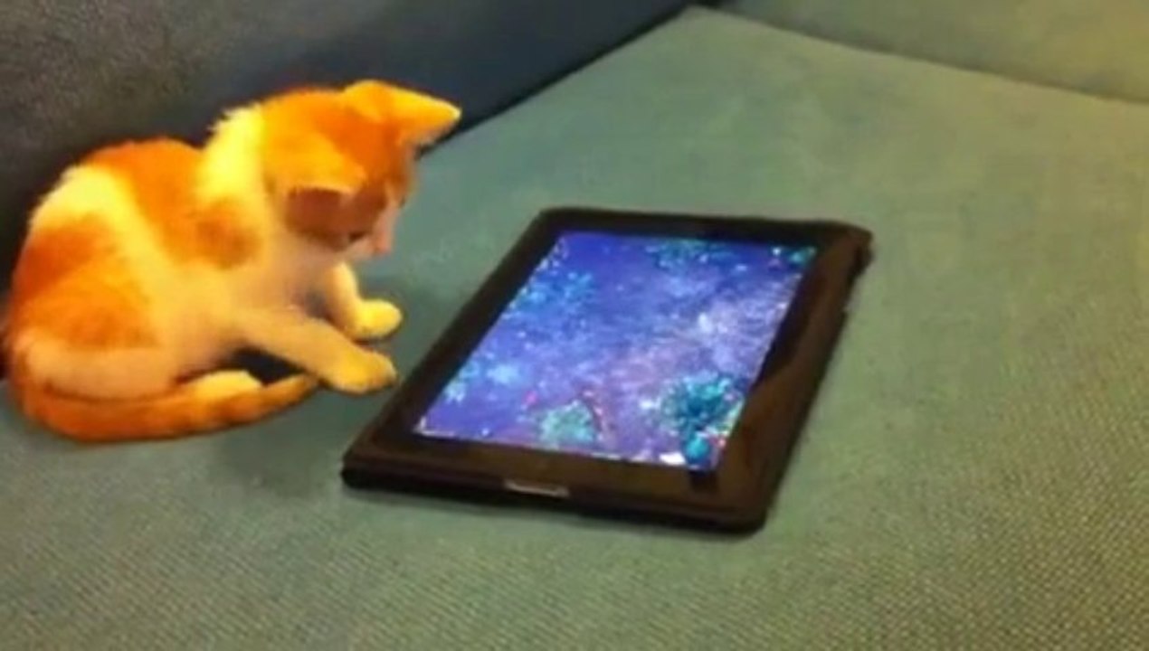 cute cat