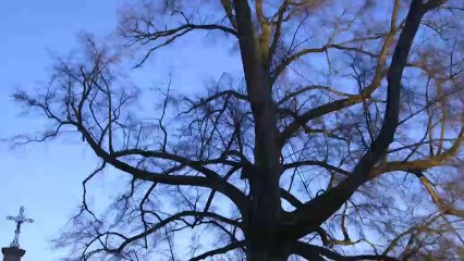 Faszination Kraftorte - die Sprache der Erde