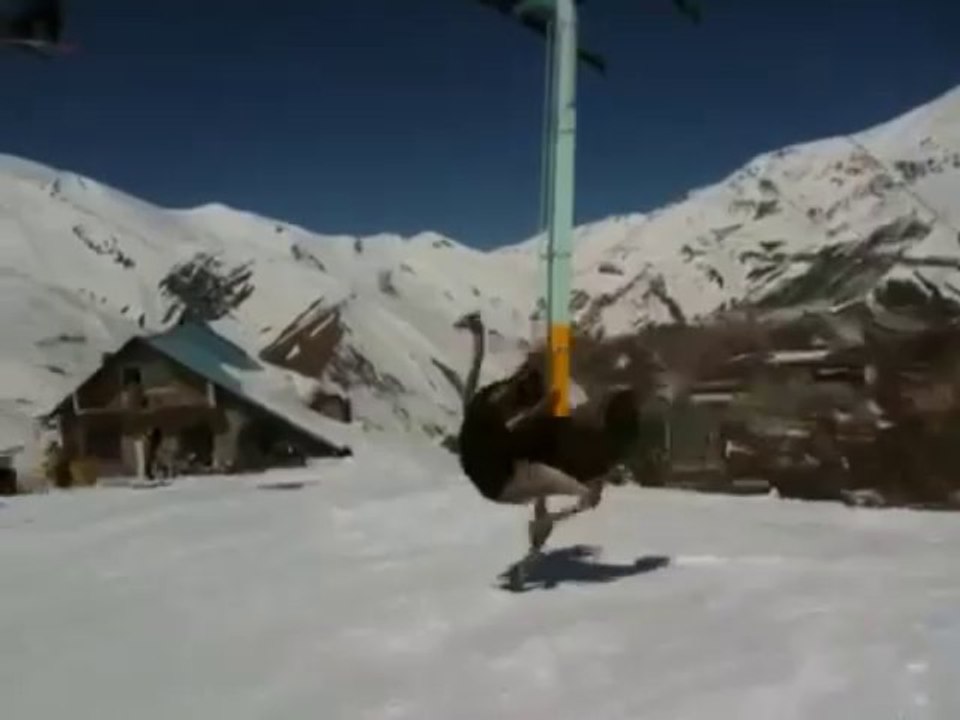 Autruche à la neige