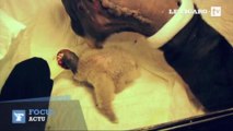 Argentine : images rares d'un bébé condor né en captivité