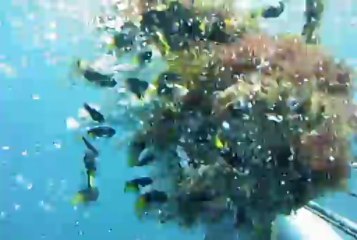 poissons ds courant au bout