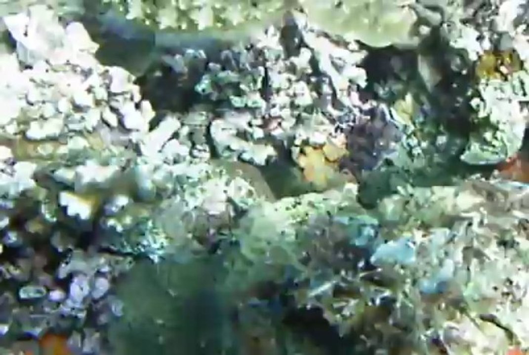 seiche 1