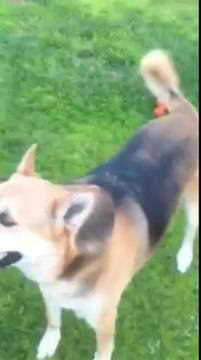 Dog sings Happy Birthday