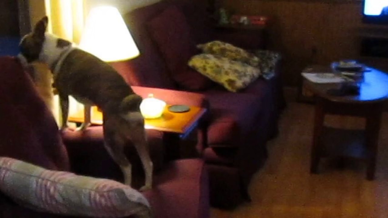 Paws Hides on Sophie (again)