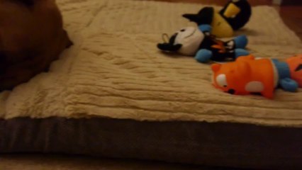 4 yr old Mastiff having an adorable nap