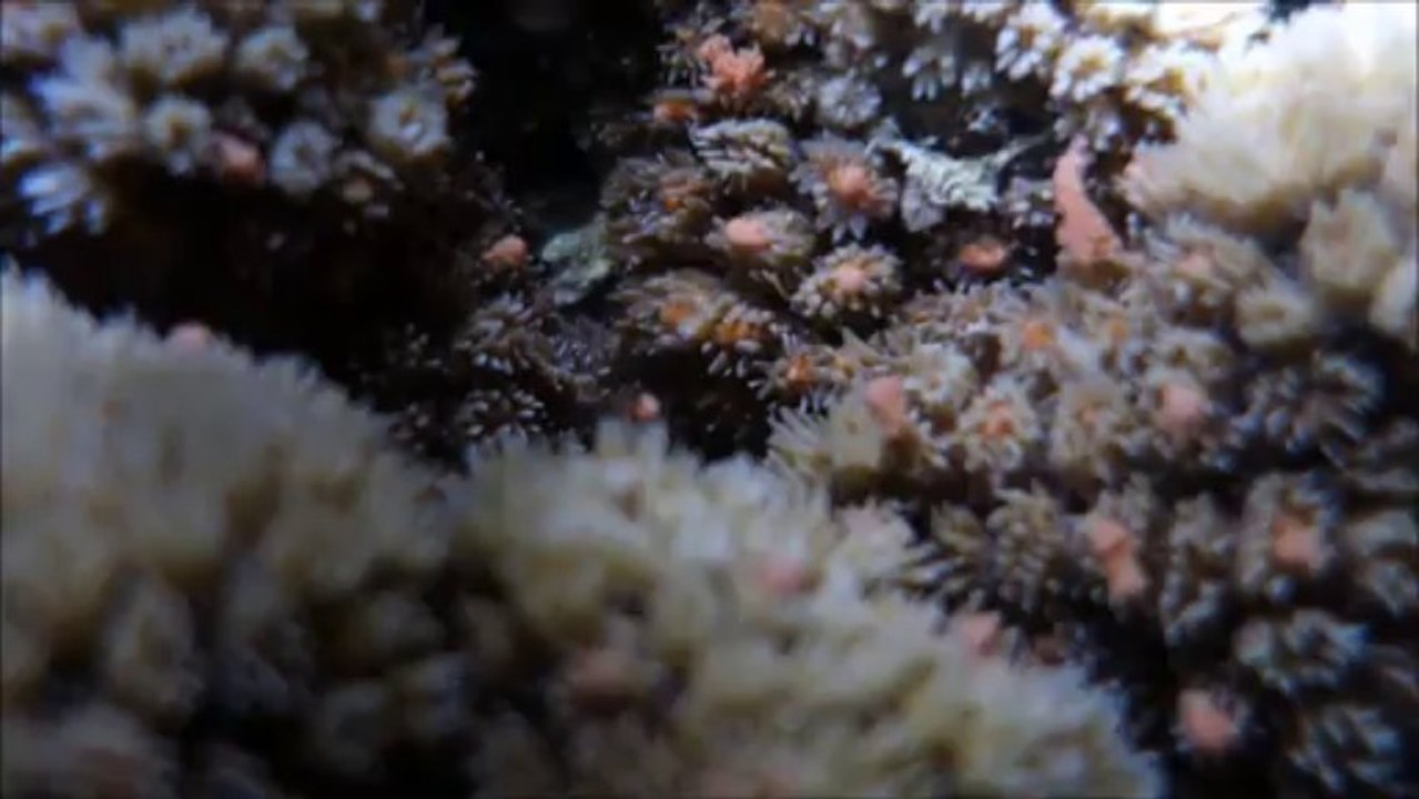 Galaxie Larégnère, ou la ponte du corail