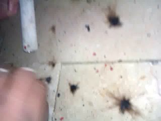 Diwali 2013 Cracker Clip (Mini Toup) - By Parkash