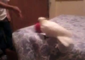 pappagallo gioca a calcio