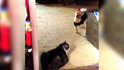 When cats decide to block dogs... Funny Animal Compilation