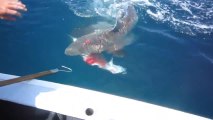 Un requin attaque un poisson pêché