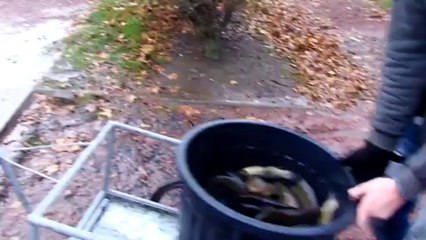 2013-12-07 rempoissonnement (2)