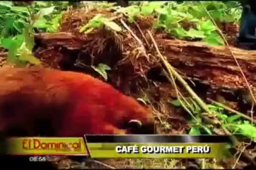 Café gourmet Perú: el grano más caro del mundo lo encuentra en nuestra amazonía