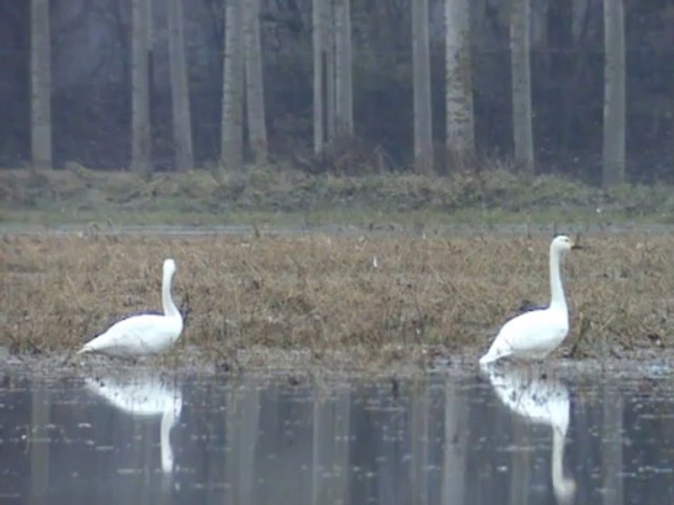 cygnes de Bewick 2013