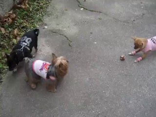 jeux dans la cour de l école  2013-12-07 ecole 035