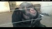 Chimpanzee smokes two cigarettes in a row to kill time