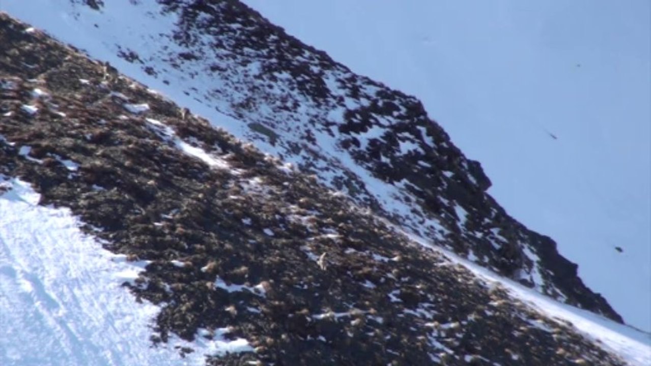 Sur la piste des loups...(Savoie-Maurienne-Thierry Dacko)