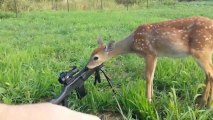 Bambi lèche le fusil d'un chasseur