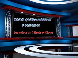 Chiots Céleste 6 semaines