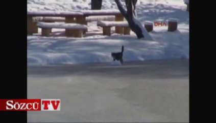 Gölcük'te göl dondu