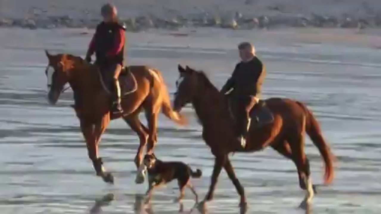 chevaux sur la plage