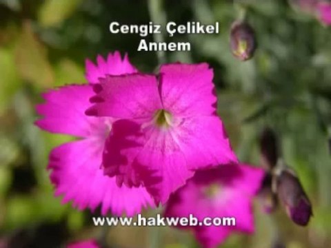 Cengiz Çelikel - Annem - http __ hakweb.com