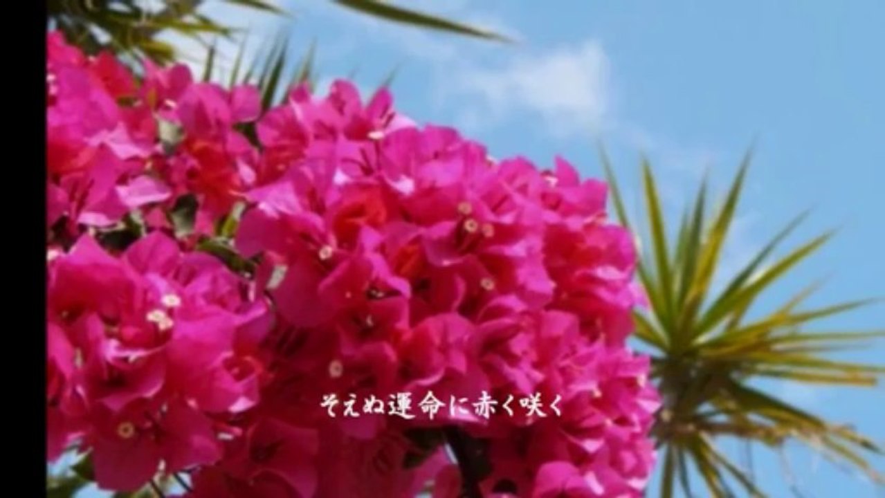 星の砂 - 小柳ルミ子