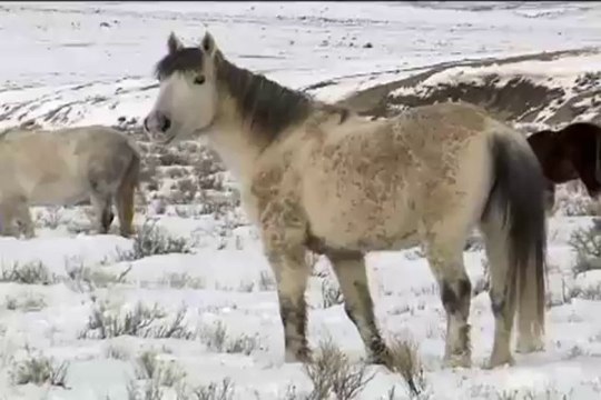 A Wild Story- - Landmark Education TMLP Project