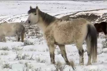 A Wild Story-  - Landmark Education  TMLP Project