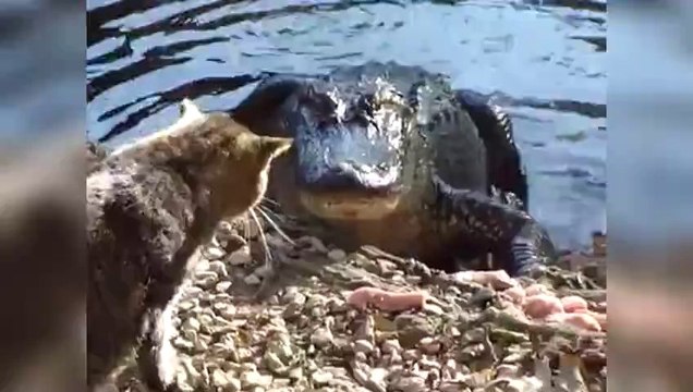 Chats vs Alligators (Compilation)
