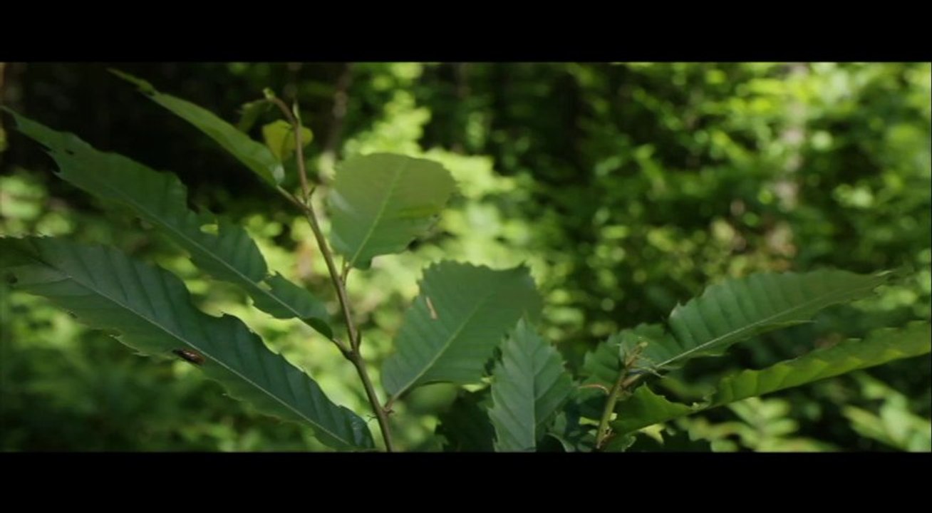 Songe d'une forêt
