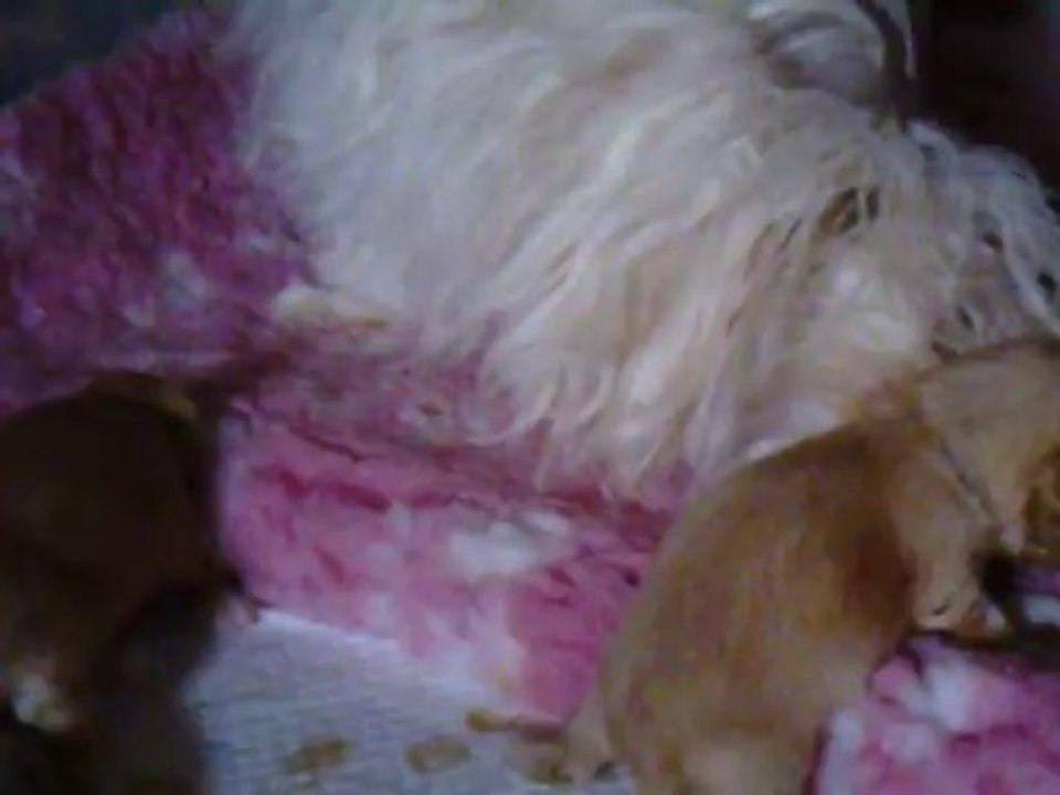 Des nichées de Riopse - Bichon Havanais. 9 déc 2013 (1)