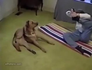 Yoga Dog! This incredible yogi dog shows his stuff! - Copy