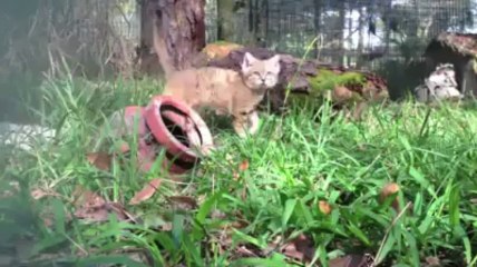 Big cat + mirror... Lol - Copy