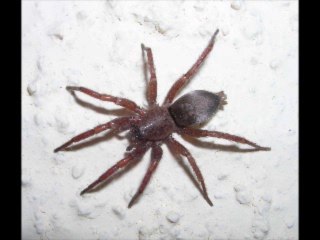 ΑΠΟΛΥΜΑΝΣΕΙΣ Περιστέρι 210.57.66.527 Apolymanseis Peristeri ΑΠΕΝΤΟΜΩΣΕΙΣ Περιστέρι Apentomoseis Peristeri