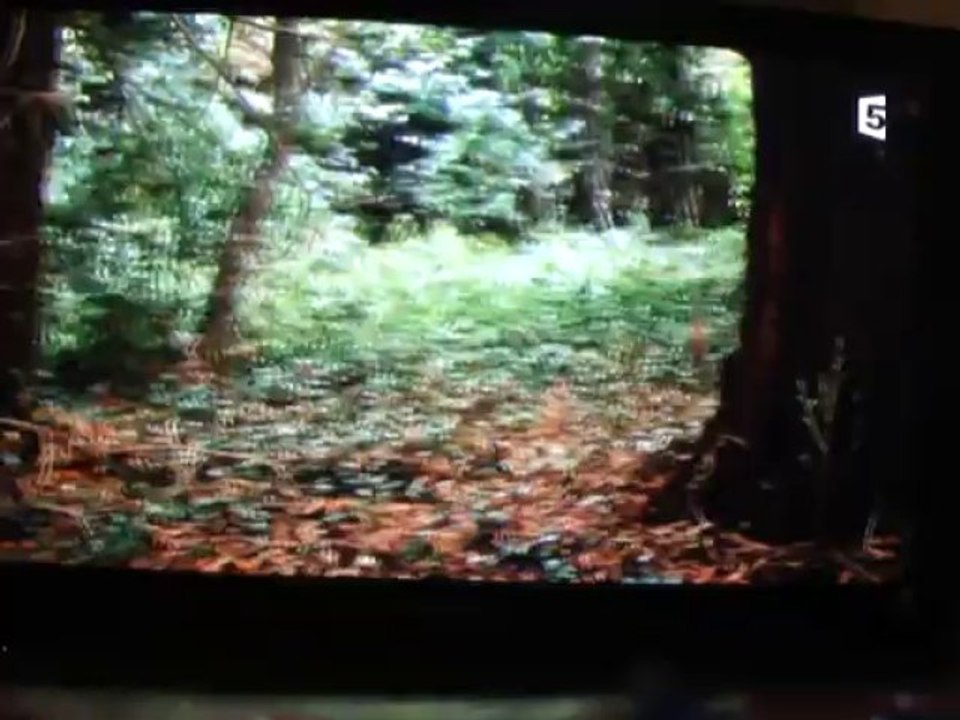 LA VIE SECRETE DES CHIENS 1ere partie