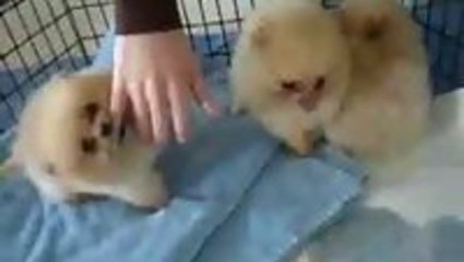 8 Pomeranian puppies are amazing
