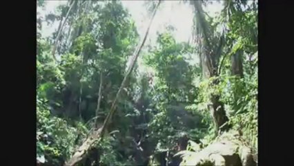 BALI - Monkey Forest